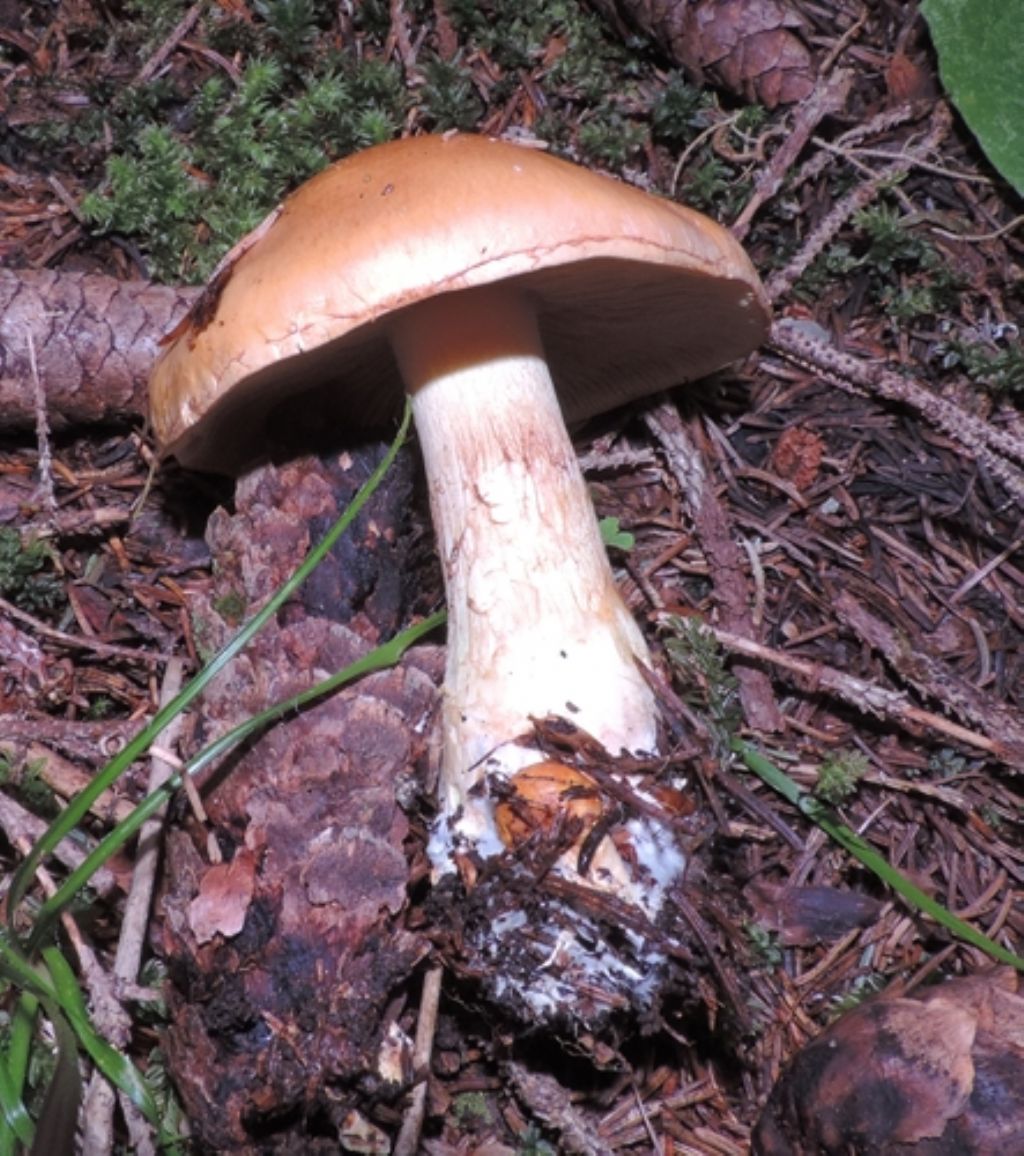 Cortinarius da iden.